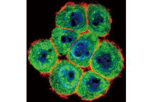Confocal immunofluorescent analysis of SD4 Antibody  (ABIN392165 and ABIN2841882) with Hela cell followed by Alexa Fluor 488-conjugated goat anti-rabbit lgG (green).