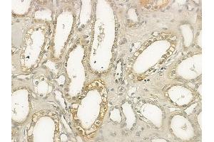 ABIN6265418 and ABIN6272748 at 1/100 staining human normal kidney tissue by IHC-P.