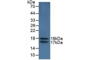 Western Blotting (WB) image for anti-Vascular Endothelial Cell Growth Factor 121 (VEGF121) (AA 28-147) antibody (ABIN7428347)