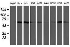 Image no. 4 for anti-rho GTPase Activating Protein 2 (ARHGAP2) antibody (ABIN1499628)