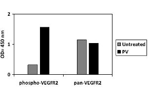 HUVEC cells were untreated or treated with PV. (VEGFR2/CD309 ELISA 试剂盒)