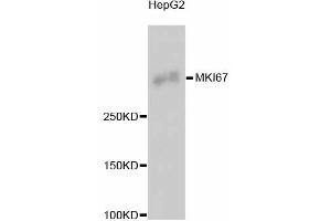 Western blot analysis of extracts of HepG2 cells, using MKI67 antibody (ABIN5997055). (Ki-67 抗体)