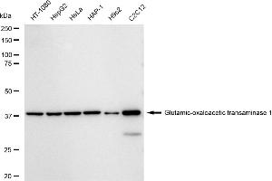 Western blotting analysis using Glutamic-oxaloacetic transaminase 1 antibody (ABIN7798744). (Recombinant GOT1 抗体)