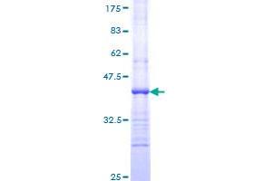 TSC1 Protein (AA 166-274) (GST tag)