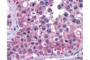 IHC-P Image Immunohistochemical analysis of paraffin-embedded human testis, using MIA3, antibody(10 μg/ml). (MIA3 抗体  (N-Term))