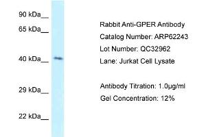 Western Blotting (WB) image for anti-G Protein-Coupled Estrogen Receptor 1 (GPER) (C-Term) antibody (ABIN2789078)