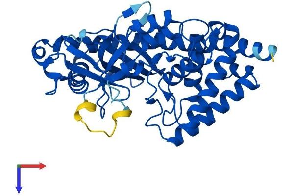 MAB21L2 Protein (AA 1-359) (His tag)