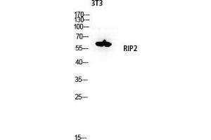 Western Blot (WB) analysis of 3T3 lysis using RIP2 antibody.