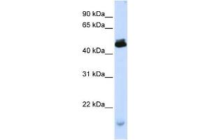 Western Blotting (WB) image for anti-Potassium Channel Modulatory Factor 1 (KCMF1) antibody (ABIN2458393) (KCMF1 抗体)