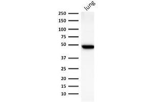 Western Blot Analysis of human lung lysate using Cytokeratin 19 Mouse Monoclonal Antibody (BA17). (Cytokeratin 19 抗体)