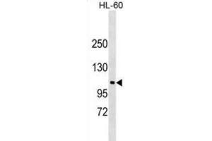 Western Blotting (WB) image for anti-N-Deacetylase/N-Sulfotransferase (Heparan Glucosaminyl) 3 (NDST3) antibody (ABIN2999633) (NDST3 抗体)