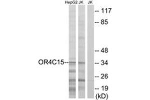 Western blot analysis of extracts from Jurkat/HepG2 cells, using OR4C15 Antibody. (OR4C15 抗体  (AA 261-310))
