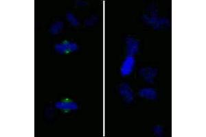Immunofluorescence (IF) image for anti-Aurora Kinase A (AURKA) (pThr288) antibody (ABIN7448381) (Aurora A 抗体  (pThr288))