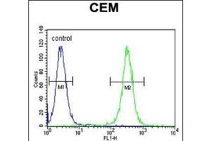 MNDA Antibody (N-term) (ABIN655190 and ABIN2844806) flow cytometric analysis of CEM cells (right histogram) compared to a negative control cell (left histogram). (MNDA 抗体  (N-Term))