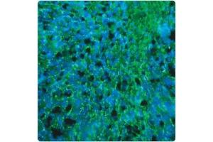 In this tissue section through an e13 Mouse brain, PLP (green staining) can be seen in immature oligodendrocytes of white matter tracts. (PLP1 抗体)