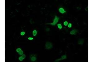 Anti-FLYWCH2 mouse monoclonal antibody (ABIN2454476) immunofluorescent staining of COS7 cells transiently transfected by pCMV6-ENTRY FLYWCH2 (RC204275). (FLYWCH2 抗体)