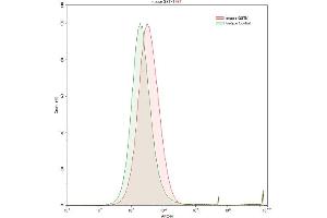 Detection of GSTk1 in Raji human Burkitt's lymphoma cell line using Polyclonal Antibody to Glutathione S Transferase Kappa 1 (GSTk1) (GSTK1 抗体  (AA 19-222))