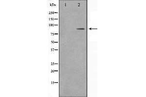Western blot analysis on HeLa cell lysate using BARD1 Antibody,The lane on the left is treated with the antigen-specific peptide. (DMC1 抗体  (Internal Region))