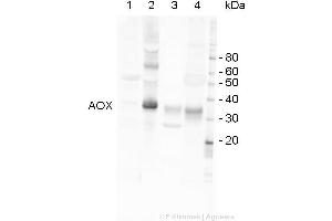 Image no. 2 for anti-Alternative Oxidase 1/2 (AOX1/AOX2) (C-Term) antibody (ABIN3197483)