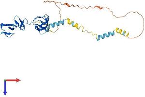 LASP1 Protein (AA 1-261) (His tag)
