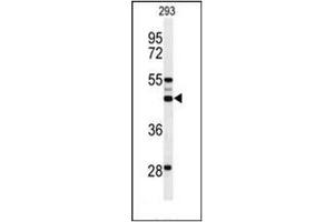 Western blot analysis of OSTA Antibody (C-term) in 293 cell line lysates (35ug/lane).