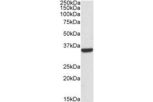 Western Blotting (WB) image for anti-Calponin 2 (CNN2) (Internal Region) antibody (ABIN2464249) (CNN2 抗体  (Internal Region))