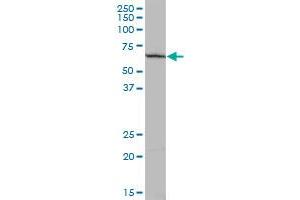 Western Blotting (WB) image for anti-Pleckstrin Homology Domain Containing, Family O Member 2 (PLEKHO2) (AA 1-440) antibody (ABIN529249)