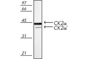 Western blot analysis of mouse spleen tissue extract, probed with Casein Kinase 2 alpha polyclonal antibody . (CSNK2A1/CK II alpha 抗体)