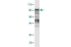 Western Blot detection against Immunogen (106. (MCM5 抗体  (AA 1-734))