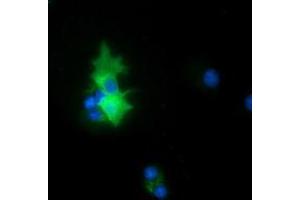 Anti-PEX5 mouse monoclonal antibody (ABIN2453450) immunofluorescent staining of COS7 cells transiently transfected by pCMV6-ENTRY PEX5 (RC202062). (PEX5 抗体)
