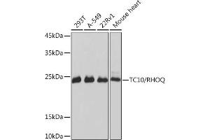 Western blot analysis of extracts of various cell lines, using TC10/RHOQ Rabbit mAb (ABIN7269869) at 1:1000 dilution. (RHOQ 抗体)