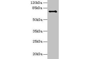 Western blot All lanes: Ctcfl antibody at 6 μg/mL + Hela whole cell lysate Secondary Goat polyclonal to rabbit IgG at 1/10000 dilution Predicted band size: 74, 75 kDa Observed band size: 74 kDa