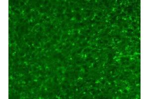 Adult rat cortex immunofluorescence. (ALDH1L1 抗体  (AA 1-902))