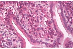 Image no. 4 for anti-KIT Ligand (KITLG) antibody (ABIN1500815) (KIT Ligand 抗体)