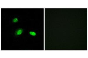 Immunofluorescence (IF) image for anti-Heat Shock 27kDa Protein 2 (HSPB2) (C-Term) antibody (ABIN1850392) (HSPB2 抗体  (C-Term))