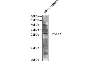 Western blot analysis of extracts of mouse spleen, using MS4 antibody (ABIN7268475) at 1:1000 dilution. (MS4A7 抗体  (AA 100-200))