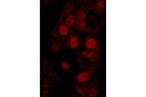 Immunofluorescence (IF) image for anti-Werner Helicase Interacting Protein 1 (WRNIP1) (AA 400-450) antibody (ABIN7449035) (WRNIP1 抗体  (AA 400-450))