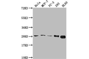 Western Blot Positive WB detected in: Hela whole cell lysate, MCF-7 whole cell lysate, PC-3 whole cell lysate, 293 whole cell lysate, HL60 whole cell lysate All lanes: RPL19 antibody at 1:2000 Secondary Goat polyclonal to rabbit IgG at 1/50000 dilution Predicted band size: 24 kDa Observed band size: 28 kDa (RPL19 抗体  (AA 79-196))