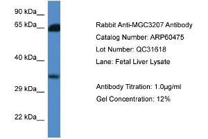 Western Blotting (WB) image for anti-Methylthioribose-1-Phosphate Isomerase 1 (Mri1) (N-Term) antibody (ABIN2788459)
