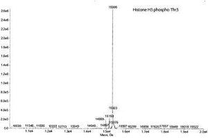 Mass Spectrometry (MS) image for Histone 3 (H3) (pThr3) protein (ABIN2669562) (Histone 3 Protein (H3) (pThr3))
