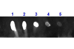 Dot Blot for Rabbit Anti-MONKEY IgG 680 Conjugation Dot Blot for Rabbit Anti-MONKEY IgG 680 Conjugation. (兔 anti-猴 IgG Antibody (DyLight 680) - Preadsorbed)