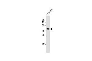 Anti-GFRAL Antibody (C-term) at 1:1000 dilution + Human brain whole cell lysate Lysates/proteins at 20 μg per lane. (GFRAL 抗体  (C-Term))