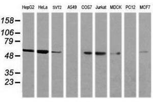 Image no. 5 for anti-Non-POU Domain Containing, Octamer-Binding (NONO) (AA 184-385) antibody (ABIN1491072)
