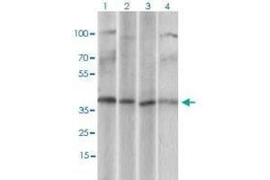 Western blot analysis of Lane 1: U937 cell lysate; Lane 2: Hela cell lysate; Lane 3: HepG2 cell lysate; Lane 4: Jurkat cell lysate with CD68 monoclonal antibody, clone 3F7D3  at 1:500-1:2000 dilution. (CD68 抗体  (AA 42-155))