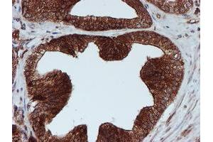Image no. 8 for anti-Sec1 Family Domain Containing 1 (SCFD1) antibody (ABIN1500818)