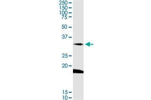 DARC MaxPab rabbit polyclonal antibody. (DARC 抗体  (AA 1-336))