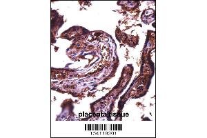 JAM2 Antibody immunohistochemistry analysis in formalin fixed and paraffin embedded human placenta tissue followed by peroxidase conjugation of the secondary antibody and DAB staining. (JAM2 抗体  (N-Term))