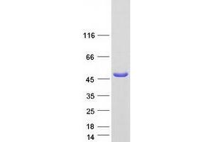 Validation with Western Blot (GDA Protein (Myc-DYKDDDDK Tag))