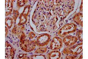 IHC image of ABIN7143409 diluted at 1:400 and staining in paraffin-embedded human kidney tissue performed on a Leica BondTM system. (APMAP 抗体  (AA 134-240))