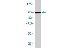Western Blotting (WB) image for anti-Aminoacylase 1 (ACY1) (AA 1-408) antibody (ABIN559777)